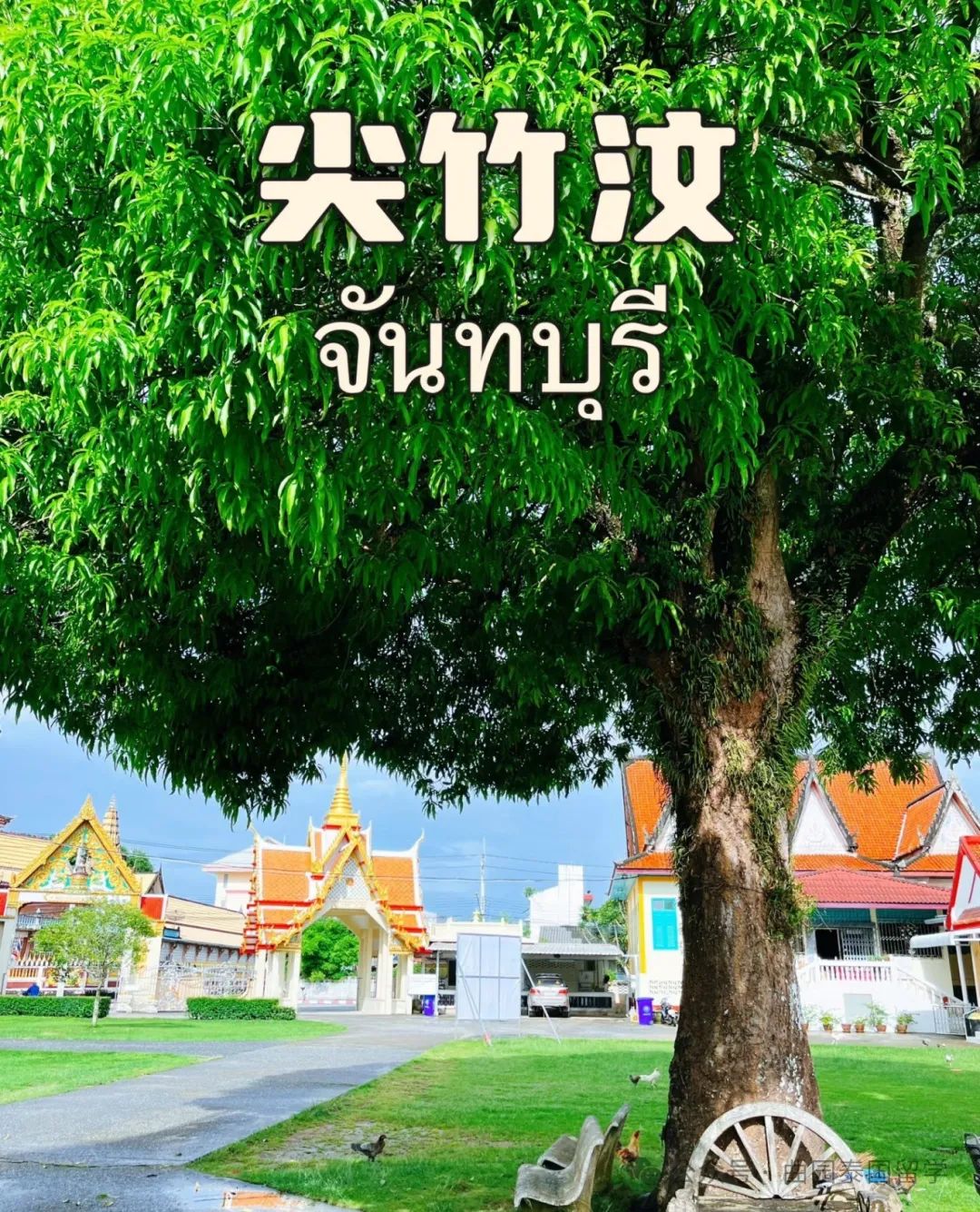 暹罗的书卷与佛光，定制属于你的泰国留学成长地图